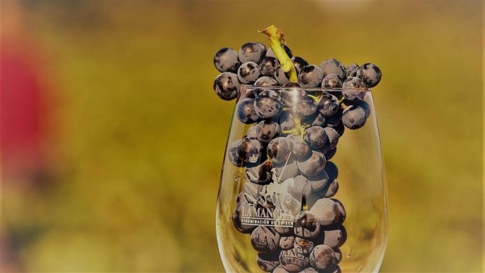 Tempranillo en copa Trazabilidad como garantía de calidad