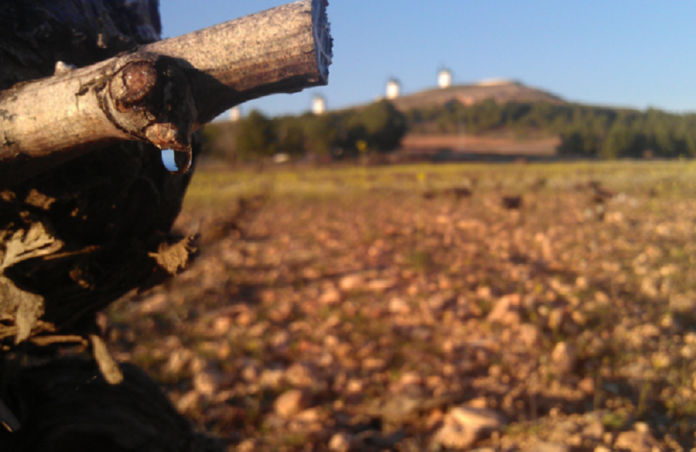 Lloro en la vid de La Mancha