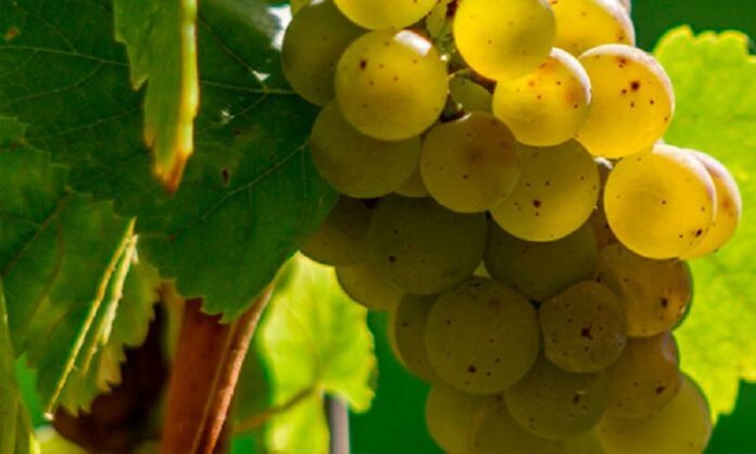 Airén, una de las variedades más predominantes en la DO La Mancha