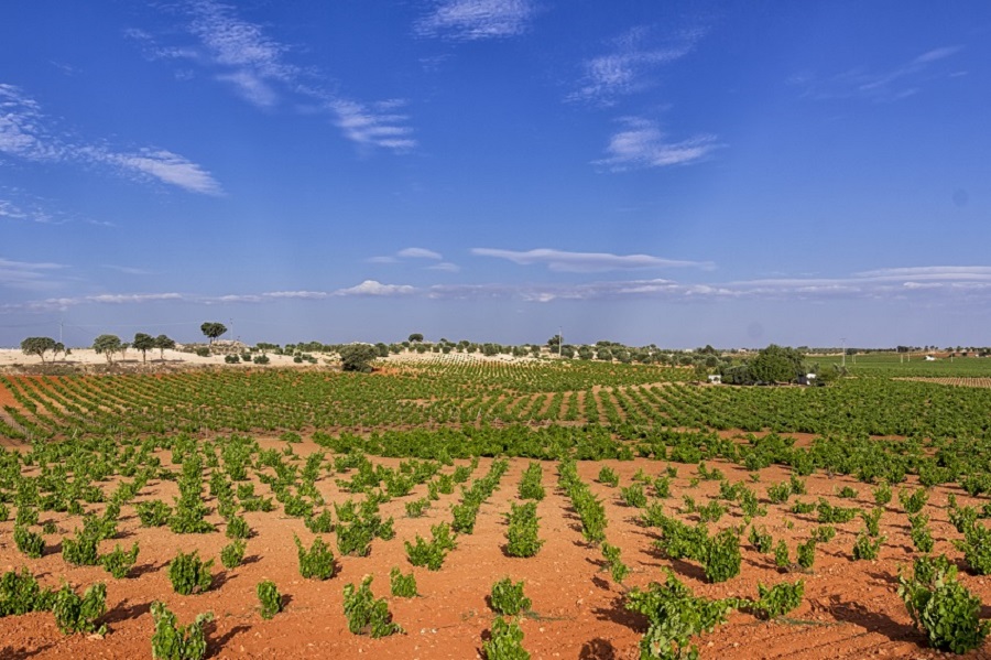La nueva Ley de la Viña y el Vino será llevada a las Cortes regionales