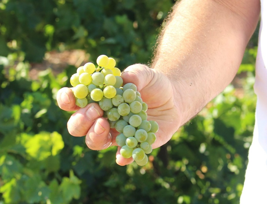Día Mundial de la Sauvignon Blanc, una variedad que se ha adaptado a la perfección en La Mancha