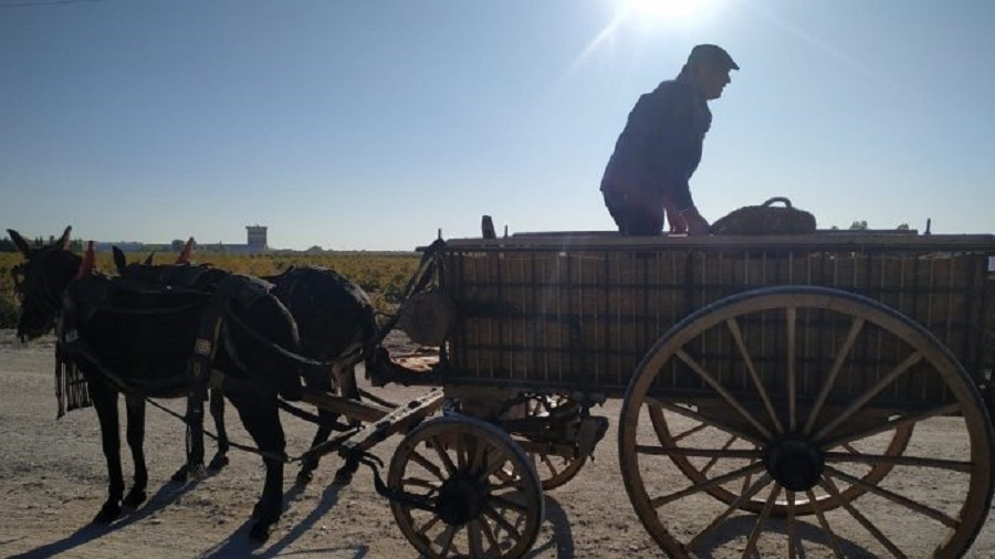 Imagen tradicional de la vendimia en La Mancha