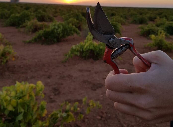 Tijeras de vendimia en un viñedo acogido a la D.O. La Mancha