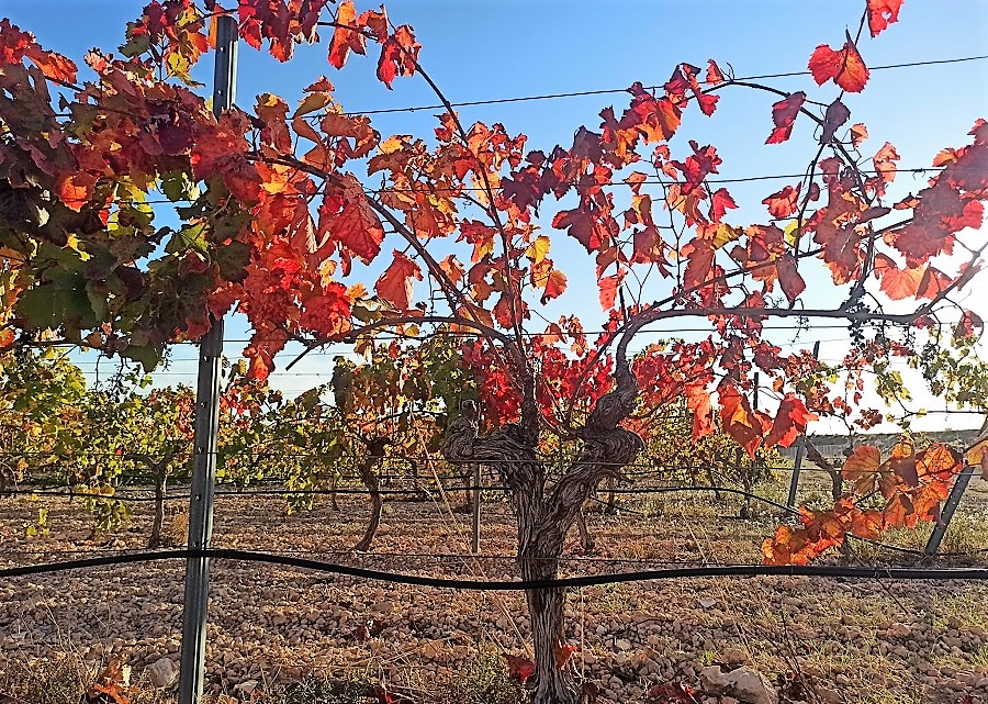 Los colores de la vid de La Mancha en otoño