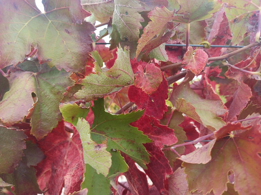 Por qué las hojas de la vid cambian de color en otoño