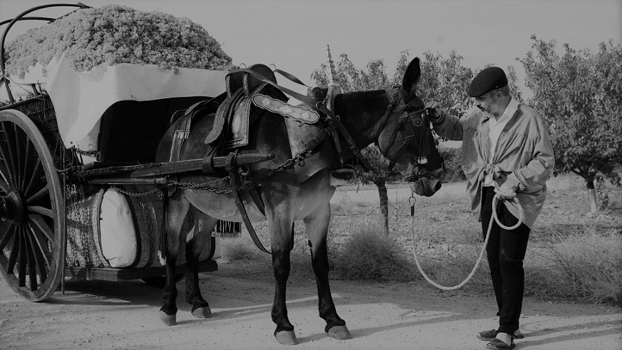 Raíces de mulas y carros en La Mancha
