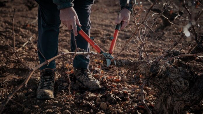 Poda en las vides de La Mancha 2020 Poda en las vides de La Mancha 2020