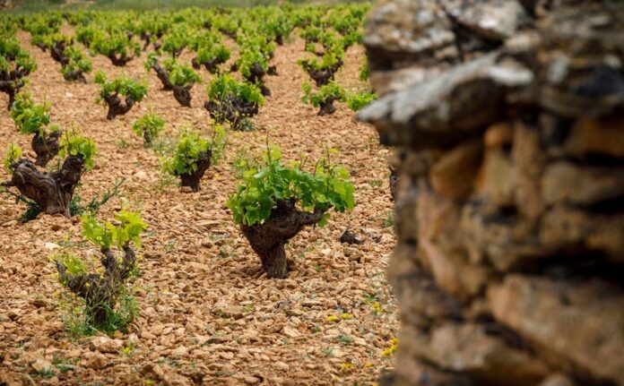 Viñedo de vaso en La Mancha Viñedo de vaso en La Mancha