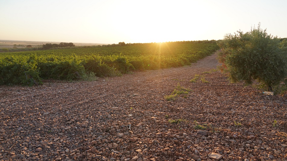 El amanecer en las mañanas de agosto señala el inicio de la vendimia en La Mancha