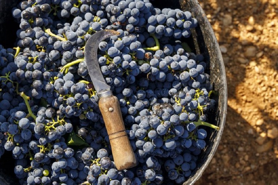 Tranchete y uva Tempranillo en la vendimia de La Mancha vendimiador