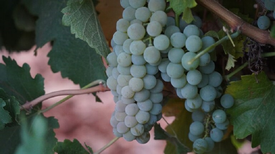 Variedad Sauvignon Blanc, una de las más tempranas en cosecharse en La Mancha