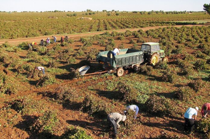 Vendimia en Bodegas Latúe