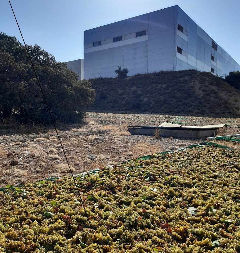 'Asoleo' de Moscatel en viñedo Finca Antigua 