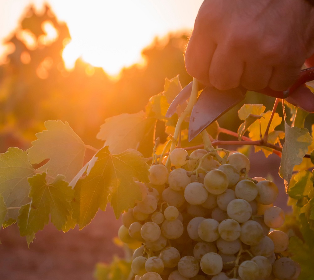 Corte de racimo de uva en vid de La Mancha