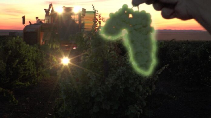 Los ácidos del vino y su importancia en la calidad final Los ácidos del vino y su importancia en la calidad final