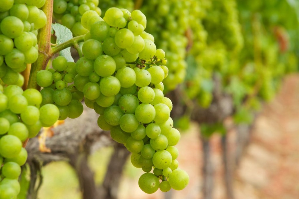 Ácidos del Vino: Uva procedente de viñedos de Bodegas Ayuso