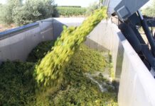 Otra vendimia que se adelanta en DO La Mancha, la Sauvignon Blanc Cosechando la variedad de uva Sauvignon Blanc