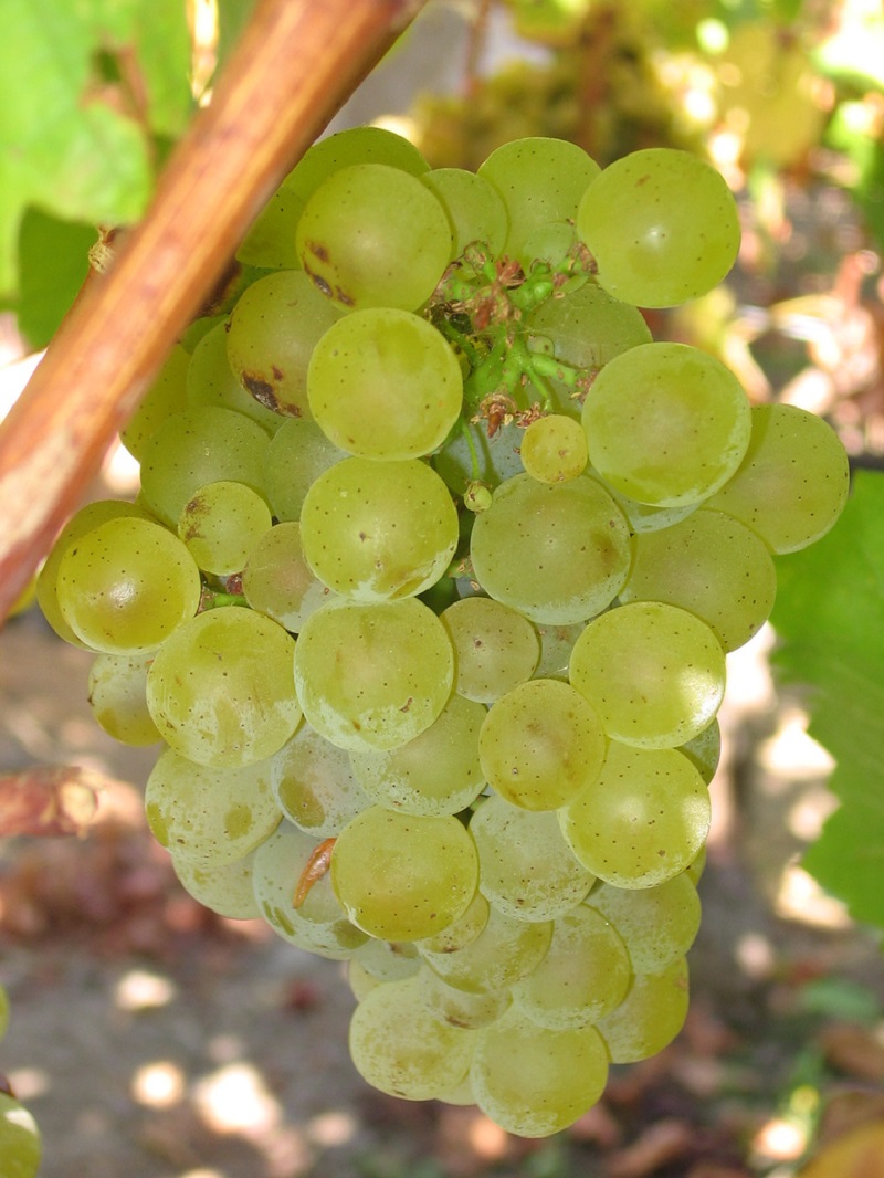 Racimo de uvas de la variedad Sauvignon Blanc
