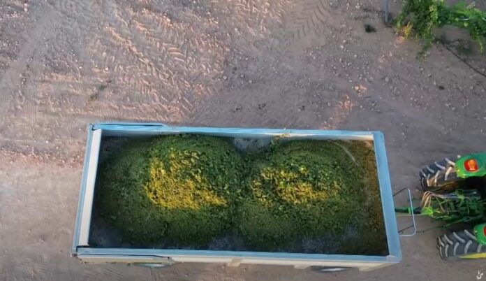 Fotografía de las primeras variedades vendimiadas con imagen de drone