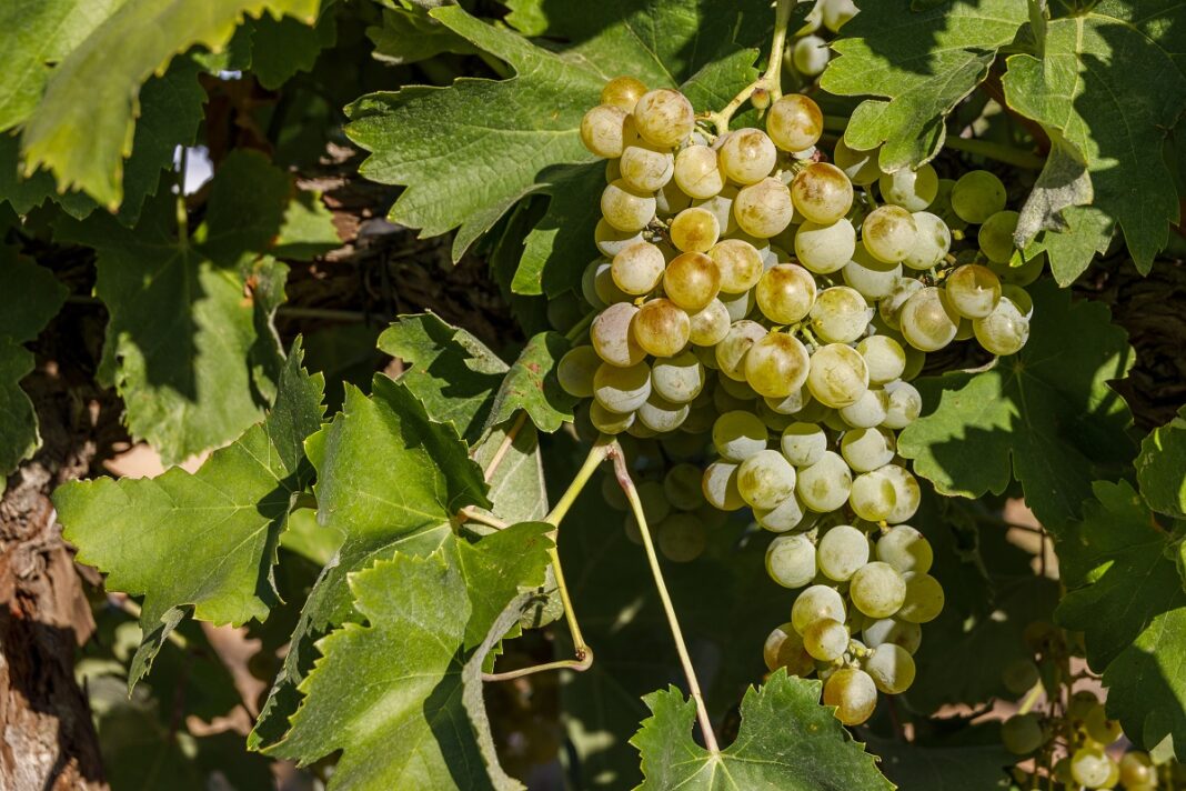 Airen-en-planta-imagen-tomada-en-los-vinedos-del-IRIAF Airen-en-planta-imagen-tomada-en-los-vinedos-del-IRIAF