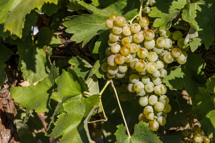 Airen-en-planta-imagen-tomada-en-los-vinedos-del-IRIAF Airen-en-planta-imagen-tomada-en-los-vinedos-del-IRIAF