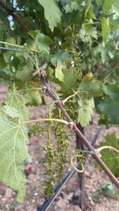 Así han quedado los racimos de viognier en espaldera