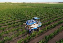 Arranca la vendimia 2025 en DO La Mancha Comienza-la-vendimia-2025-en-DO-La-Mancha-con-las-primeras-variedades-blancas-1536x864