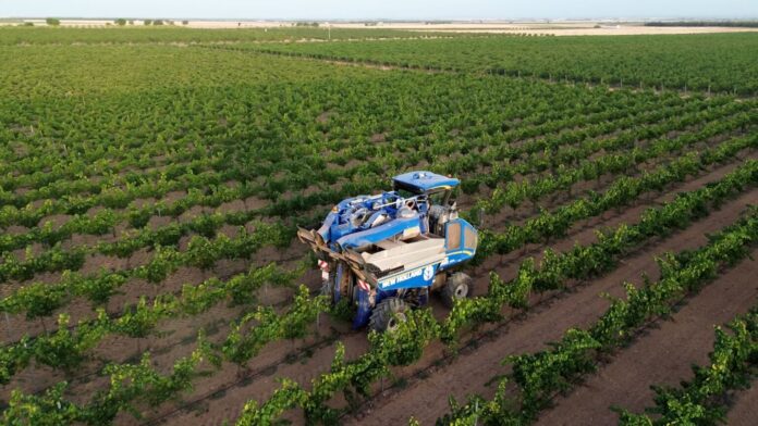 Comienza-la-vendimia-2025-en-DO-La-Mancha-con-las-primeras-variedades-blancas-1536x864 Comienza-la-vendimia-2025-en-DO-La-Mancha-con-las-primeras-variedades-blancas-1536x864