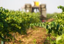 La Chardonnay en DO La Mancha promete calidad en los inicios de la vendimia 2025. La blanca Chardonnay arranca la vendimia 2025 en DO La Mancha