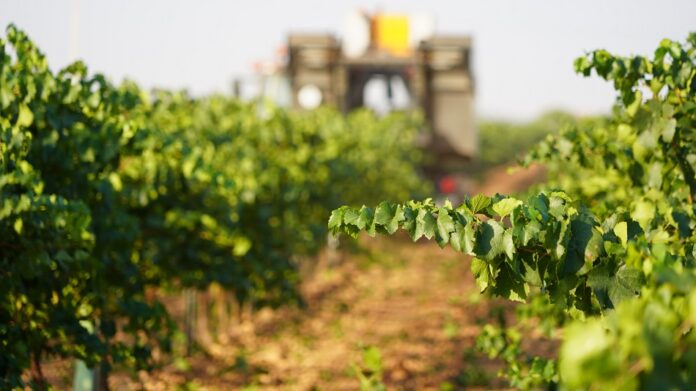 La blanca Chardonnay arranca la vendimia 2025 en DO La Mancha La blanca Chardonnay arranca la vendimia 2025 en DO La Mancha