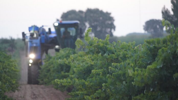 Las-primeras-variedades-se-recogeran-con-maquina Las-primeras-variedades-se-recogeran-con-maquina
