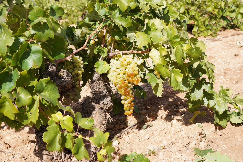 Variedad-Airen-en-cepa-de-secano