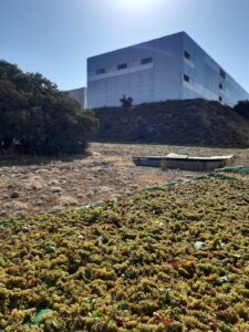 Vendimia en asoleo de la variedad moscatel realizada en Finca Antigua