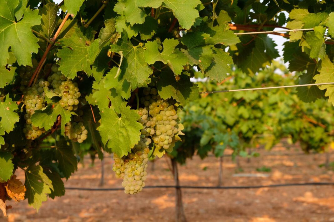Viognier en espaldera en DO La Mancha