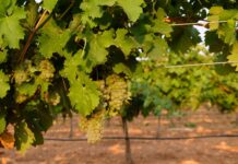 Turno de la Moscatel y Viognier en DO La Mancha Viognier en espaldera en DO La Mancha