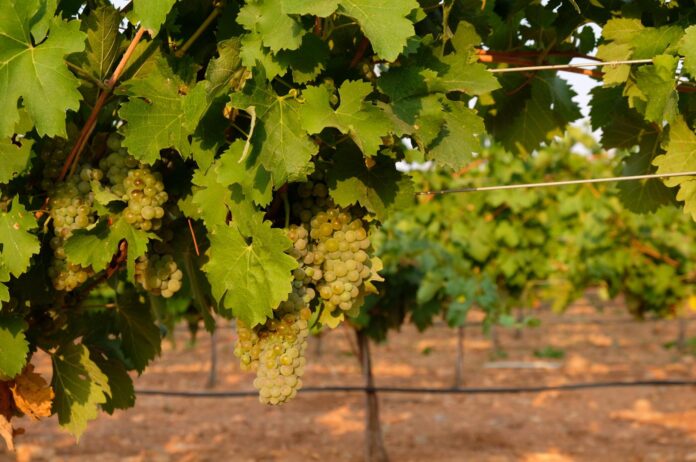 Viognier en espaldera en DO La Mancha Viognier en espaldera en DO La Mancha