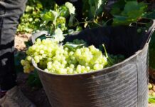 Vendimia 2025: DO La Mancha cierra con calidad “excelente” pese a reducción significativa de la producción Racimos-de-uva-tras-ser-recolectados