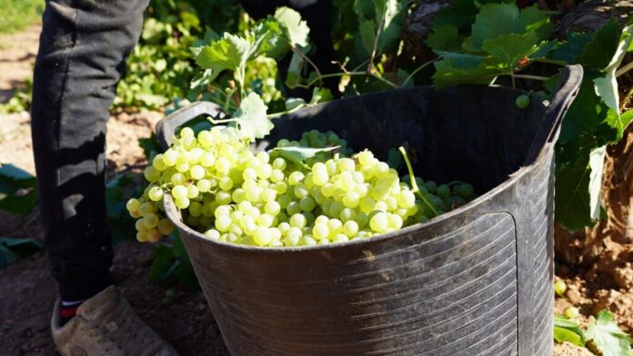 Racimos-de-uva-tras-ser-recolectados Racimos-de-uva-tras-ser-recolectados
