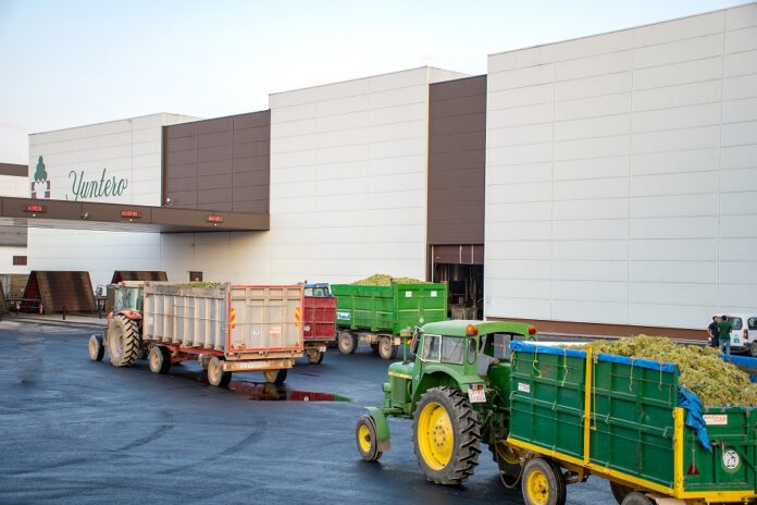 FOTOGRAFIA DE VENDIMIA Descargaderos de Bodegas Yuntero en la pasada vendimia 2025