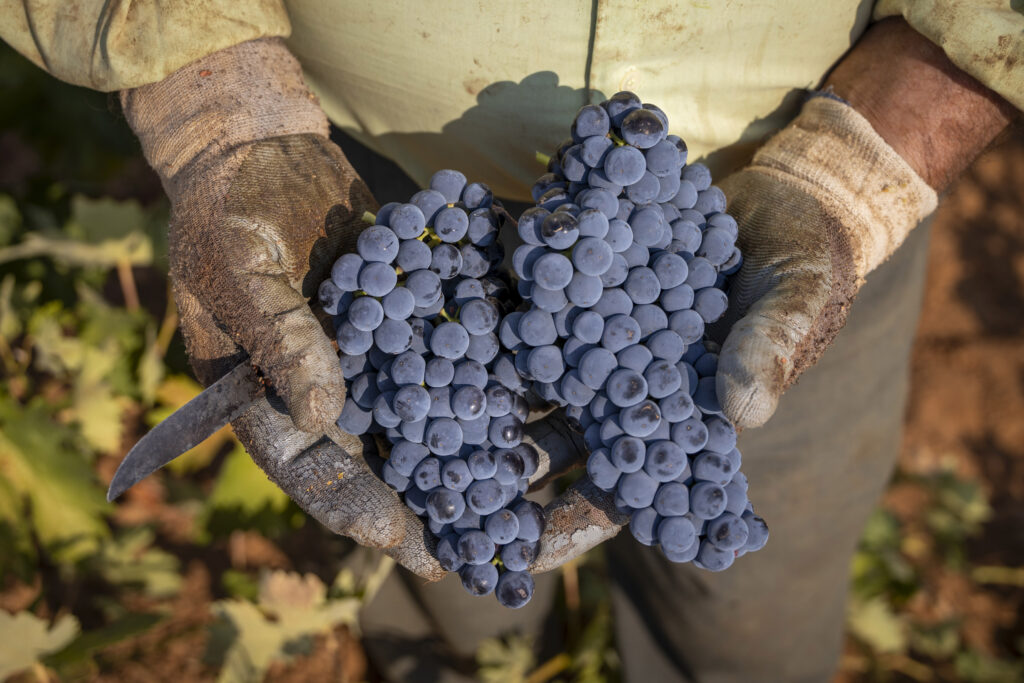 Vendimia-de-la-variedad-Tempranillo-en-DO-La-Mancha