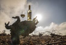 La excelencia marca la añada 2025 en la Denominación de Origen La Mancha Añada de 2025 excelente