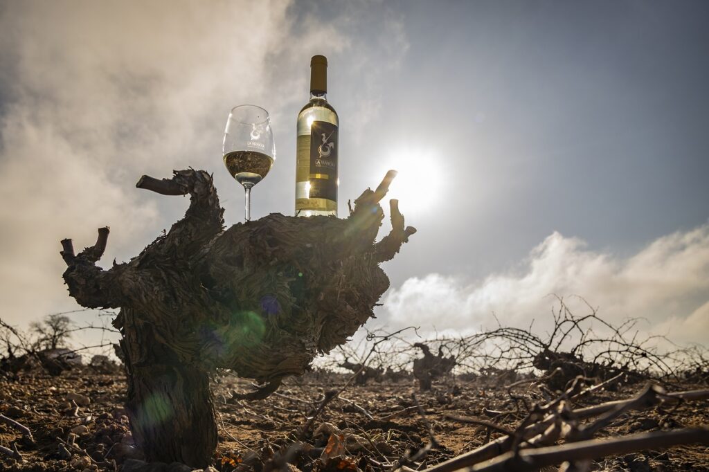 Añada de 2025 excelente Añada de 2025 excelente