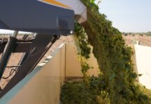 Bodegas Símbolo inaugura la vendimia 2026 Son variedades recogidas de manera mecanidada