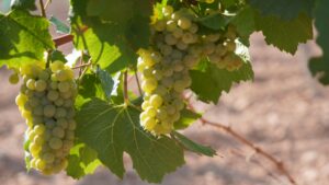 Variedad Chardonnay marca el inicio de esta campaña 2026