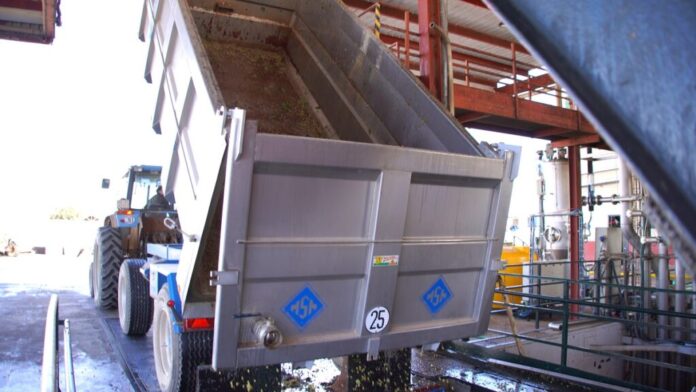 Vendimia 2026 descargaderos vinicola de Villarrobledo
