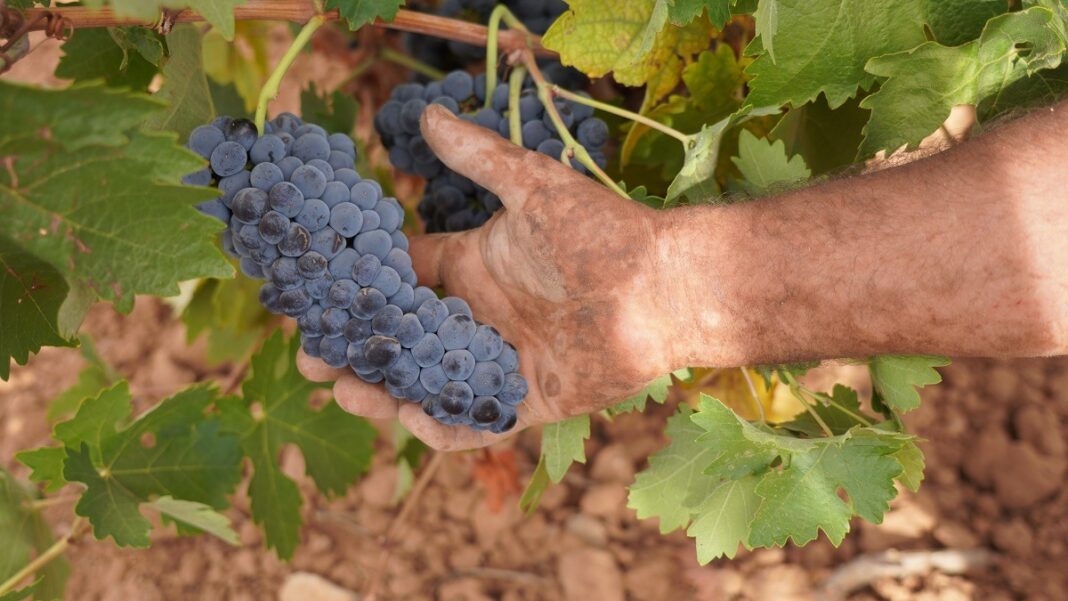 Vendimia Cencibel Bodega el Vínculo
