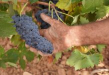 Bodegas El Vínculo inaugura la vendimia de la Cencibel en la DO La Mancha Vendimia Cencibel Bodega el Vínculo