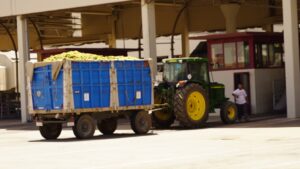 Un remolque con uva Airén descargando en la cooperativa Virgen de las Viñas